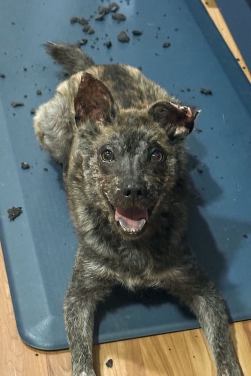 RUEBEE - Shepherd available for adoption