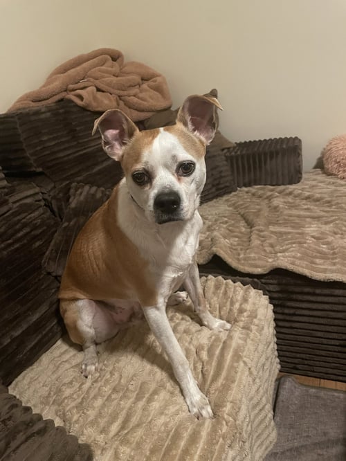 SANDY - American Pit Bull Terrier / Chihuahua available for adoption