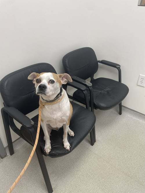 SANDY - American Pit Bull Terrier / Chihuahua available for adoption