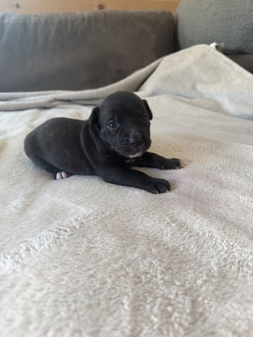 SUMMER - BRYNNS LITTER - American Staffordshire Terrier available for adoption