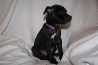 Summer - Brynns litter - Photo 6