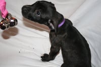 Summer - Brynns litter - Photo 3