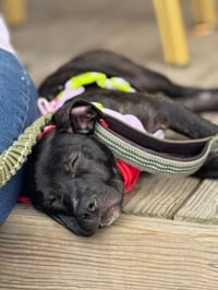 Summer - Brynns litter - Photo 4