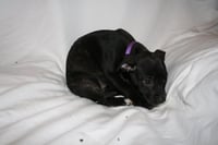 Summer - Brynns litter - Photo 4