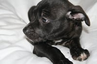Summer - Brynns litter - Photo 5