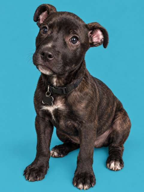 Summer - Brynns litter Image