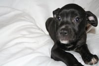 Summer - Brynns litter - Photo 1