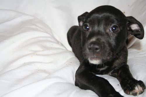 SUMMER - BRYNNS LITTER - American Staffordshire Terrier available for adoption