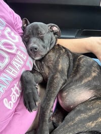 Summer - Brynns litter - Photo 2