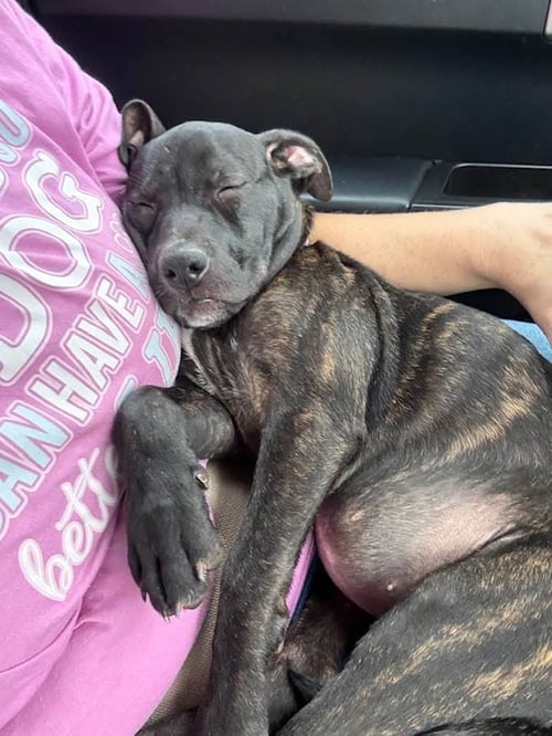SUMMER - BRYNNS LITTER - American Staffordshire Terrier available for adoption