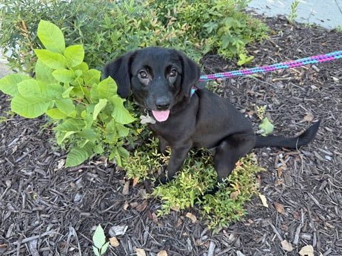FATE - LIFE OF A SHOWGIRL LITTER - Labrador Retriever / Golden Retriever available for adoption