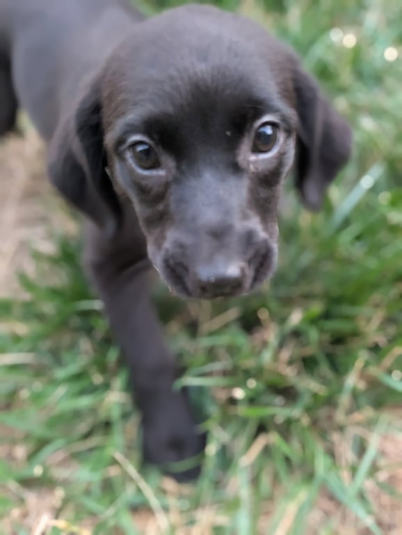 Fate - Life of a Showgirl Litter Image