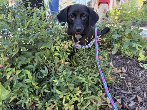 FATE - LIFE OF A SHOWGIRL LITTER - Labrador Retriever / Golden Retriever available for adoption