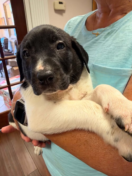 CARVER - HALLOWEEN LITTER - Anatolian Shepherd / Hound available for adoption