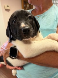 Carver - Halloween Litter - Photo 1