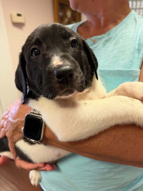 CARVER - HALLOWEEN LITTER - Anatolian Shepherd / Hound available for adoption
