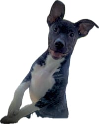 Neriah - Louisiana Litter - Photo 12