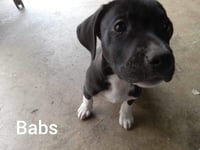 Neriah - Louisiana Litter - Photo 13