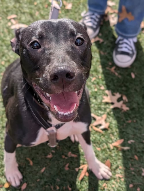 NERIAH - LOUISIANA LITTER - Terrier / Hound available for adoption