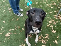 Neriah - Louisiana Litter - Photo 10