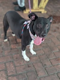 Neriah - Louisiana Litter - Photo 1