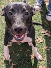 Neriah - Louisiana Litter - Photo 8