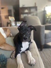 Neriah - Louisiana Litter - Photo 11
