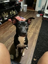 Neriah - Louisiana Litter - Photo 4