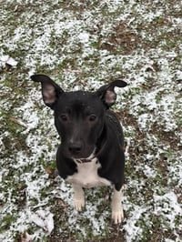 Neriah - Louisiana Litter - Photo 7