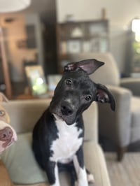 Neriah - Louisiana Litter - Photo 5