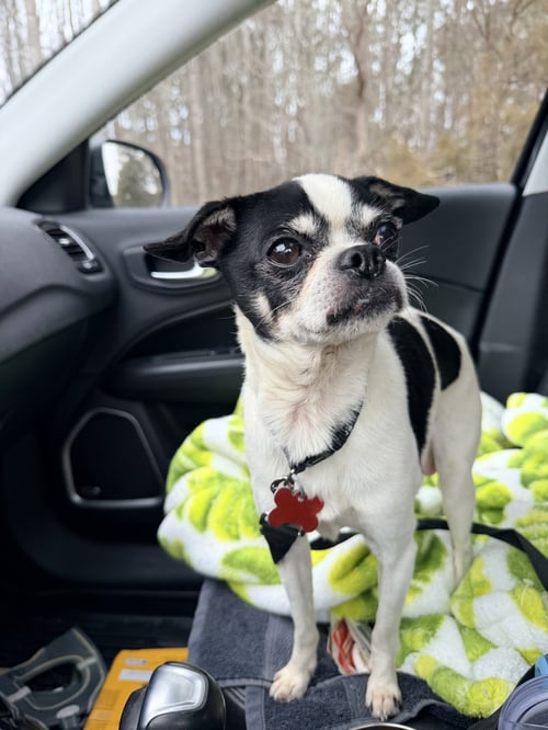 WOBBLES - Boston Terrier / Chihuahua available for adoption