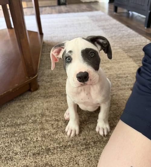 ZIPPER - SEWING LITTER - Pit Bull Terrier / American Staffordshire Terrier available for adoption