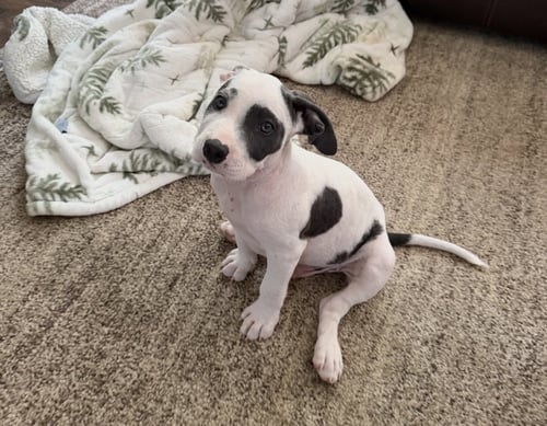 ZIPPER - SEWING LITTER - Pit Bull Terrier / American Staffordshire Terrier available for adoption