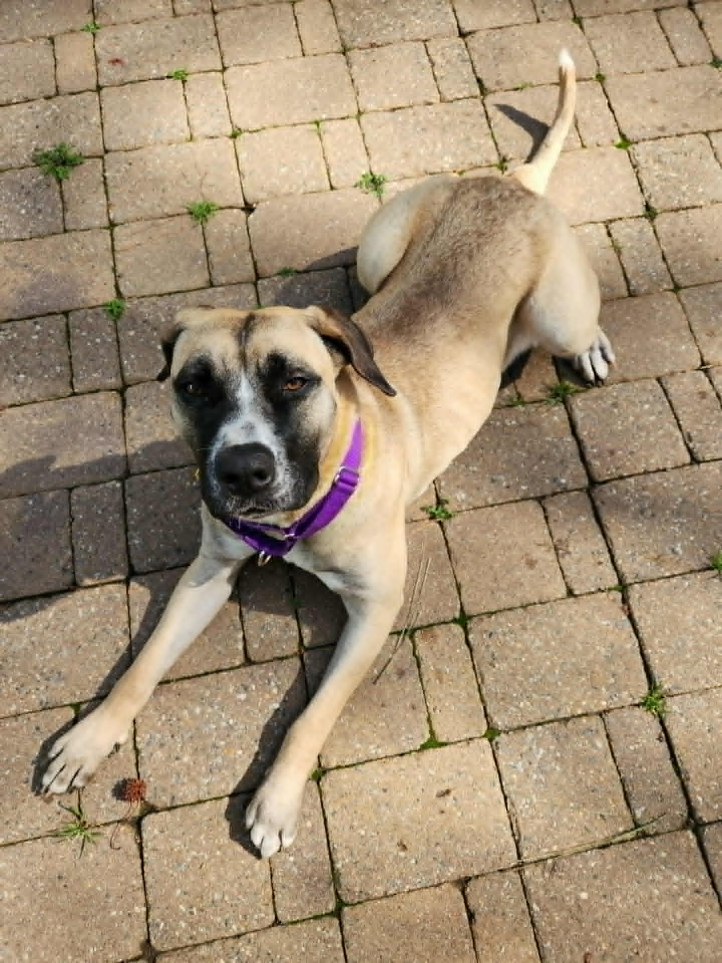 ANGELINA BALLERINA - Mastiff / Shepherd available for adoption