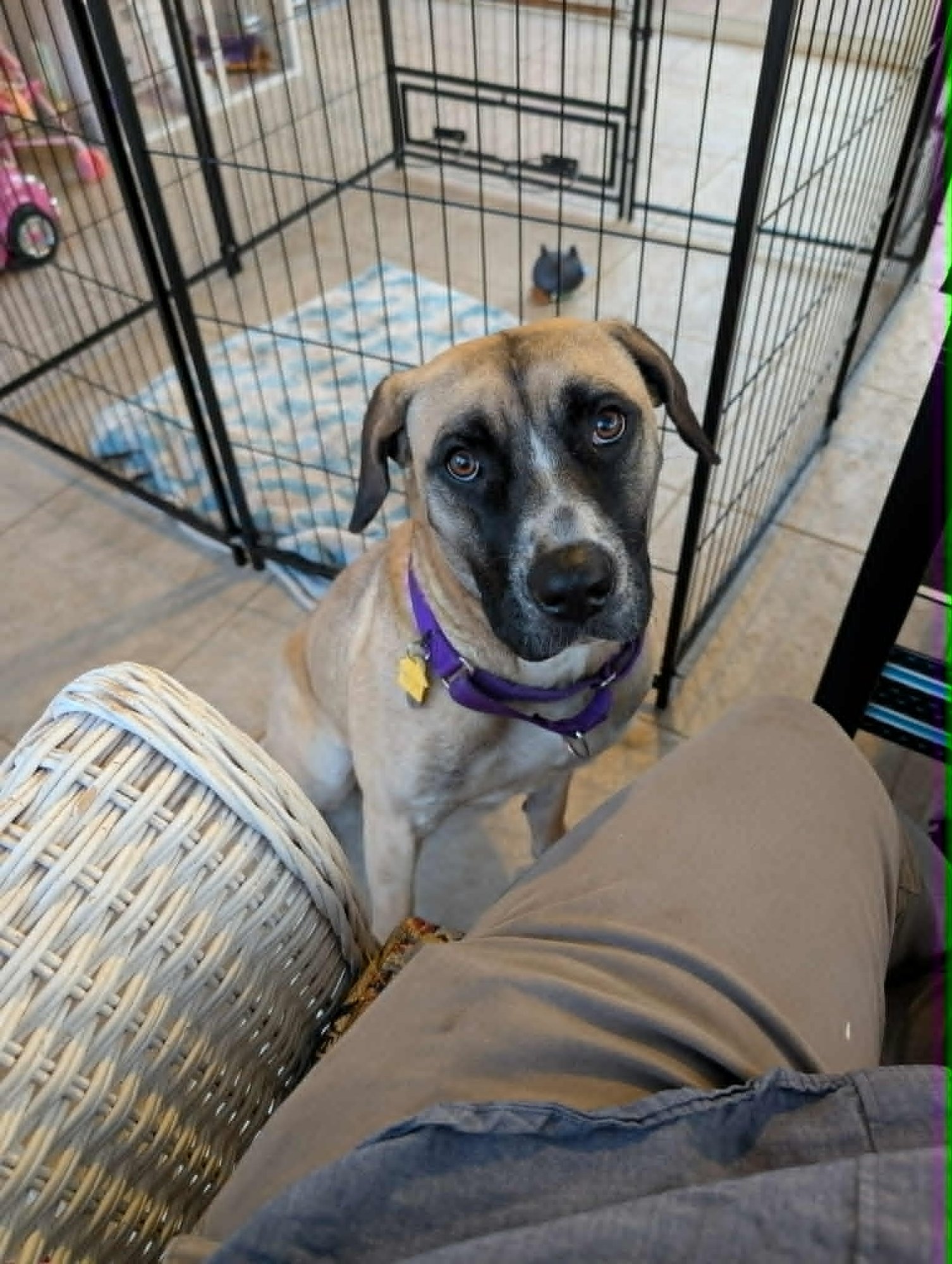 Angelina Ballerina - Photo 3