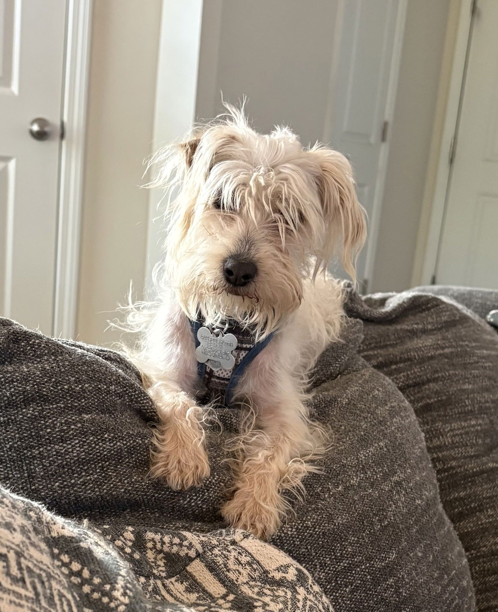 OTIS (POODLE-TZU) - Shih Tzu / Poodle (Miniature) available for adoption