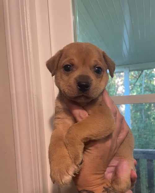 OAK - Labrador Retriever available for adoption