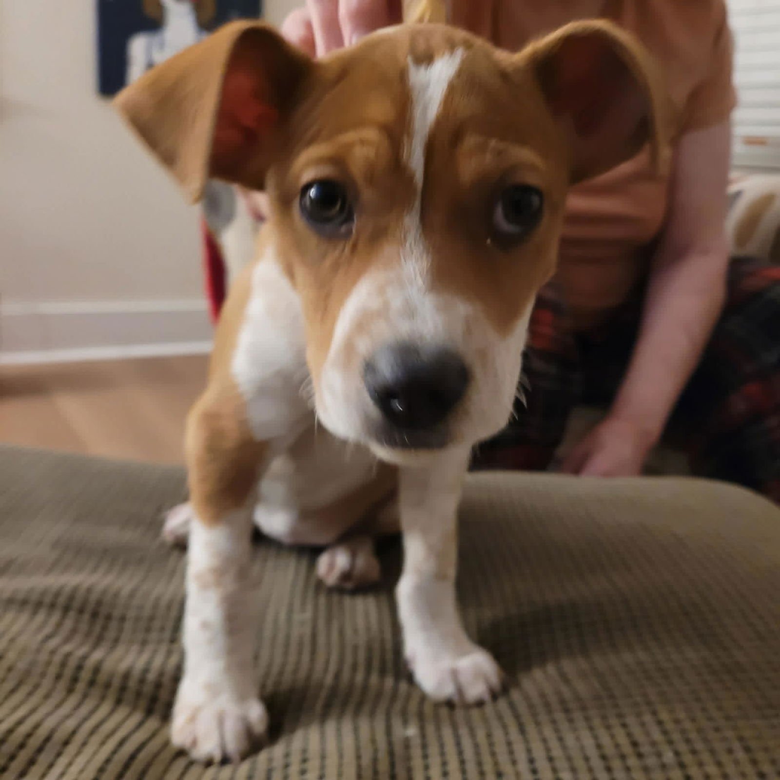 SPACKLE - Terrier / Hound available for adoption