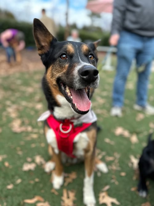 KIT - Australian Cattle Dog/Blue Heeler / Husky available for adoption