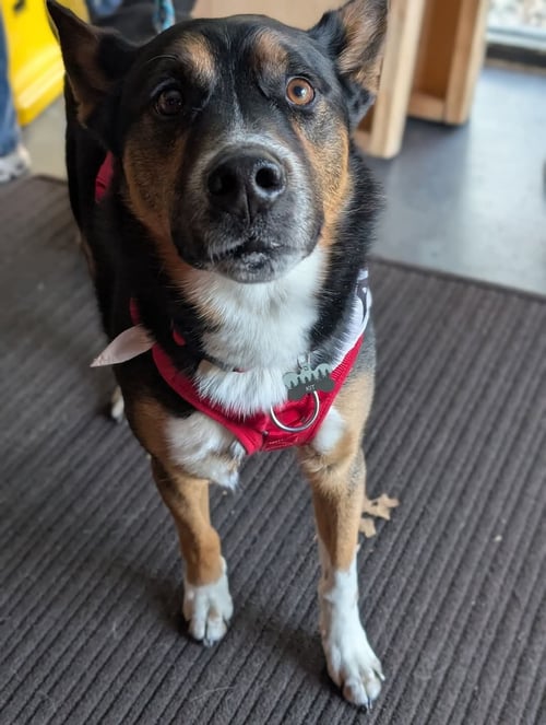 KIT - Australian Cattle Dog/Blue Heeler / Husky available for adoption