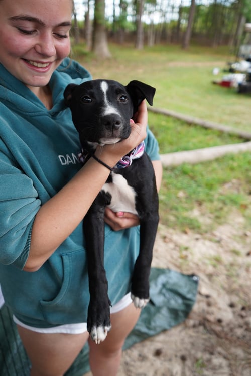 FREDDIE - American Pit Bull Terrier available for adoption