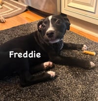 Freddie - Photo 2