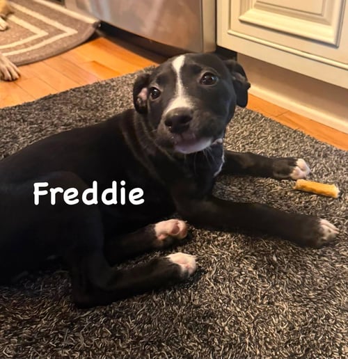 FREDDIE - American Pit Bull Terrier available for adoption