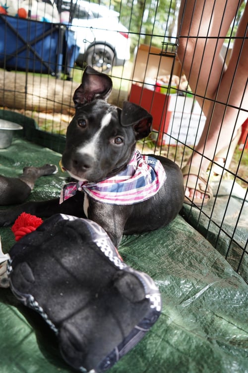 FREDDIE - American Pit Bull Terrier available for adoption