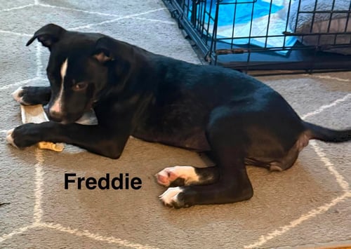 FREDDIE - American Pit Bull Terrier available for adoption