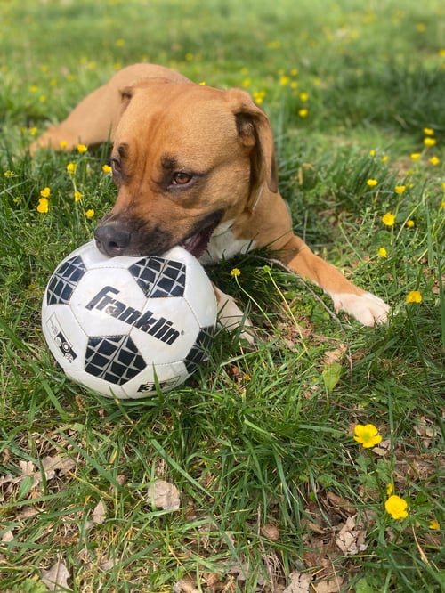 SIVA - Hound / American Staffordshire Terrier available for adoption