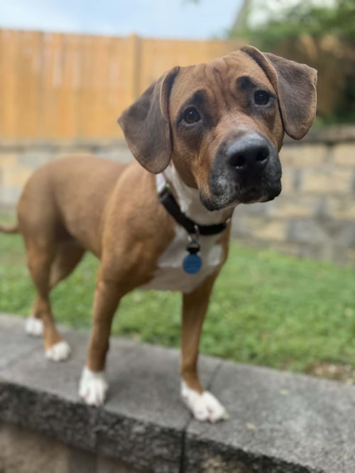 SIVA - Hound / American Staffordshire Terrier available for adoption