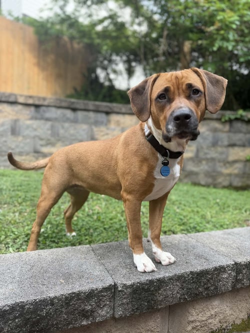 SIVA - Hound / American Staffordshire Terrier available for adoption