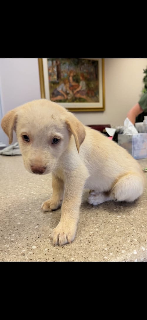 JAMES - CARLY SIMON LITTER - Husky / Shepherd available for adoption