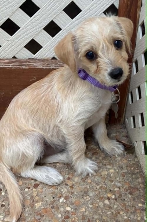 BABS - Terrier / Dachshund available for adoption